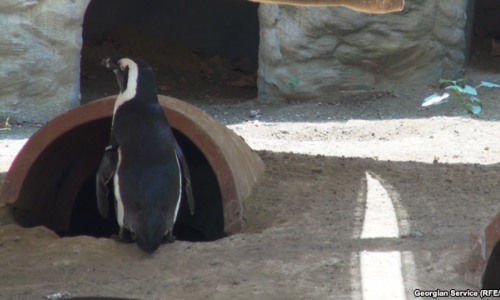 Penguin from flooded Tbilisi zoo swims to Azerbaijani border