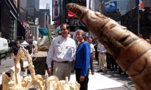 В центре Нью-Йорка раздробили тонну слоновой кости