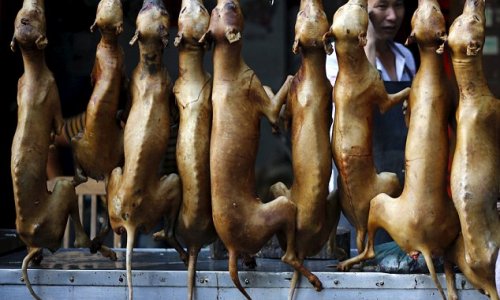 Secret cameras capture preparations for China's barbaric annual meat festival