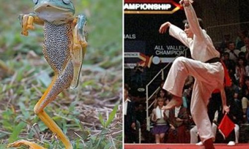 The frog that thinks it's the Karate Kid