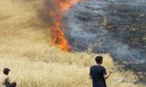Azərbaycanda iki min hektar otlaq sahəsi yandı
