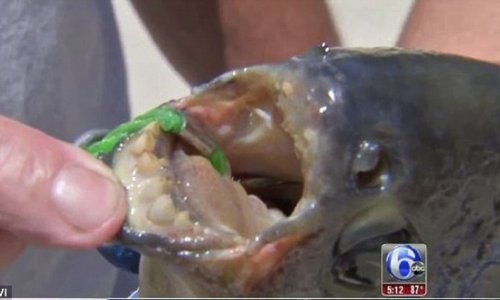 Rare Amazonian fish called 'the Nutcracker'