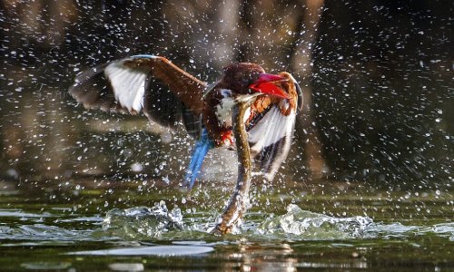 Kingfisher survives being dragged underwater