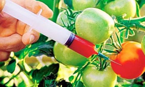 Azərbaycanda GMO məhsullara nəzarət gücləndirilir