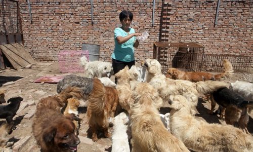 Revealed, the hero of the Chinese dog meat festival