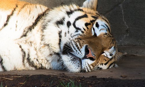Обнаружен погибший тигр