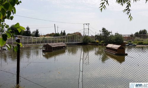Bakı-Qazax şossesində mini-zoopark – REPORTAJ