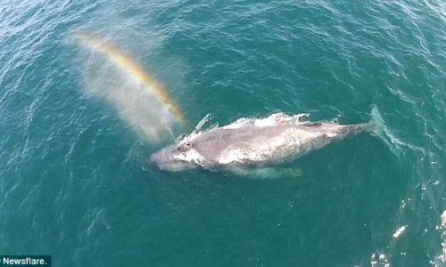 Drone captures humpback whale spraying a RAINBOW from its blow hole