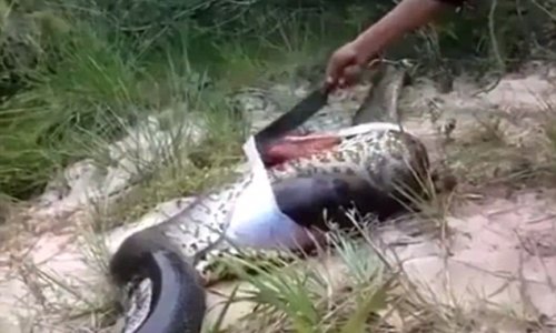 Villagers cut open swollen body of a dead anaconda to discover ...