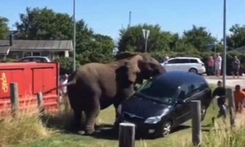 Elephants smash up a car and terrorise tourists