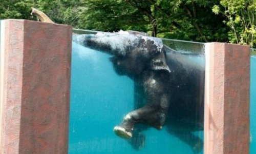 Создан прозрачный бассейн для слонов