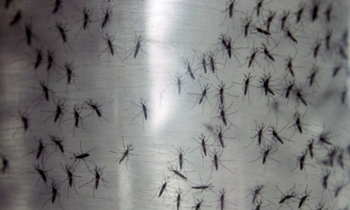 Ученые: комары ищут жертв при помощи обоняния