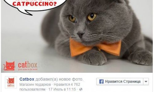 Румынского кота назначили пиар-менеджером
