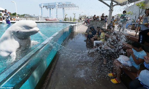 Having a whale of a time in a heatwave