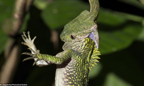 Incredible moment a skinny snake swallows a much fatter lizard head first