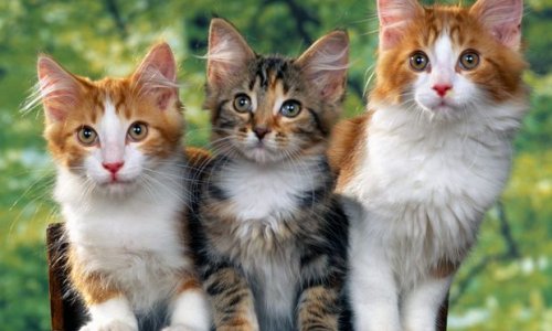 В Австралии истребят два миллиона кошек