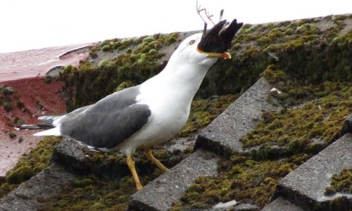 Seagull turns cannibal and smashes a tiny starling