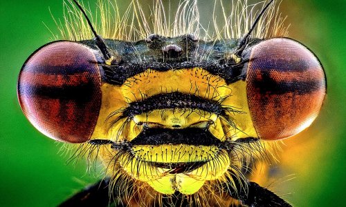 If you're scared of insects, look away from these magnified images