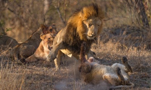 Photographer captures incredible images of lions fighting over their food