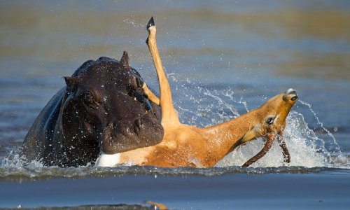 Escape from the hungry hippos