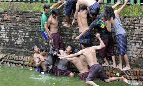 Thrashing in the water, fighting for its life