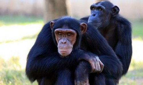 Суд отказал шимпанзе
