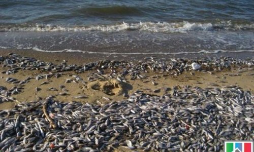 Массовая гибель рыбы в Каспийском море