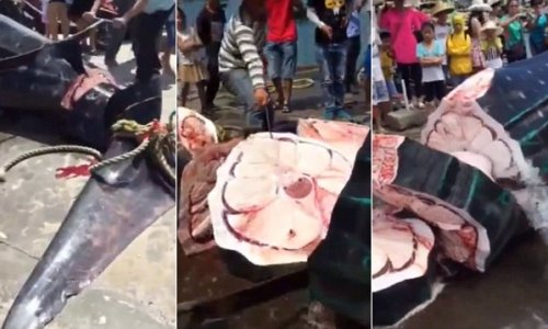 Giant whale shark being sawed into pieces and sold while STILL ALIVE