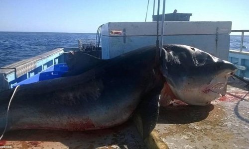 Facebook pictures emerge claiming to show a terrifying SIX METRE shark