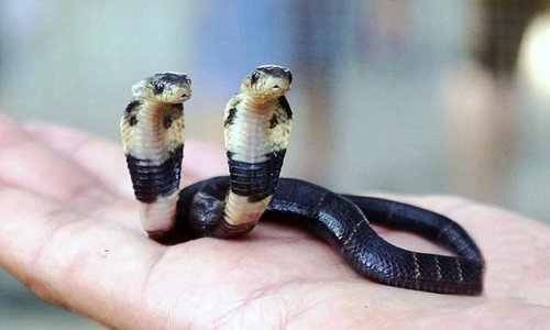 This venomous cobra has TWO heads