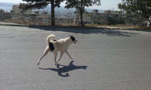 Xətai sakinləri küçə itlərindən şikayət edirlər