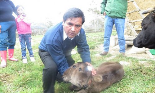TWO-HEADED calf is born in Peru