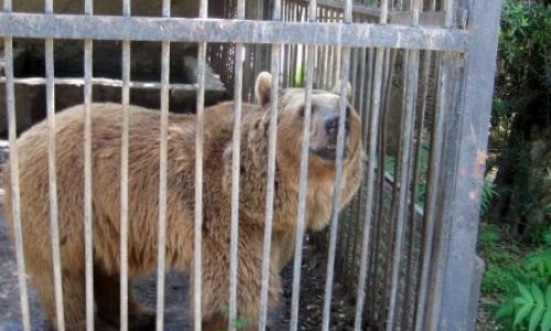 Bakı zooparkında yeniliklər olacaq - AÇIQLAMA