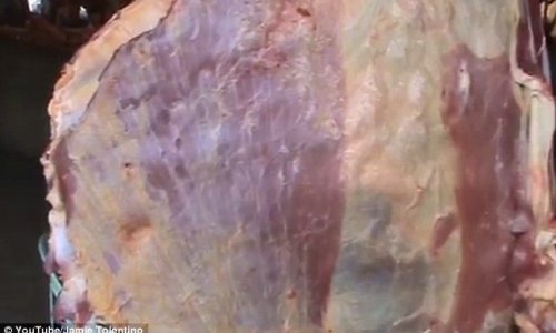Video shows giant slab of meat PULSATE