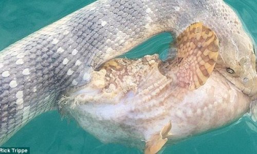 Moment a venomous sea snake and deadly stonefish locked jaws in a fight to the death