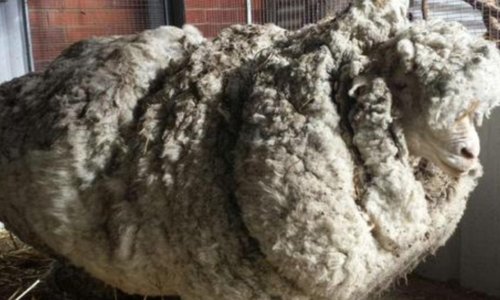 Australia's most enormous sheep gets a stunning makeover