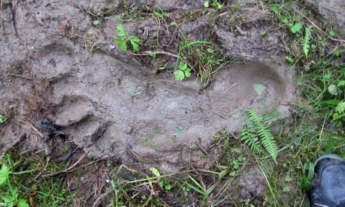 Is this REALLY a Yeti footprint?