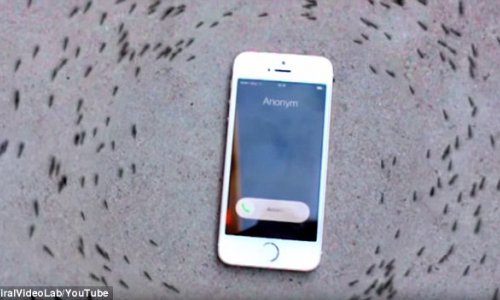 Can you control ANTS with your iPhone?
