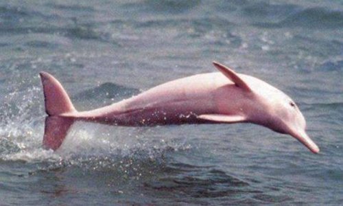 Dolphin colored bright pink due to rare genetic fault