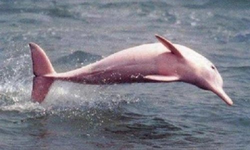 Найден уникальный розовый дельфин