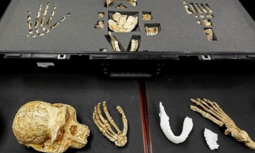 Обнаружены кости предка человека