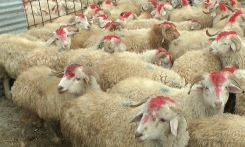 Qurban bayramı ilə əlaqədar ucuz qurbanlıq heyvanların satışı təşkil ediləcək 