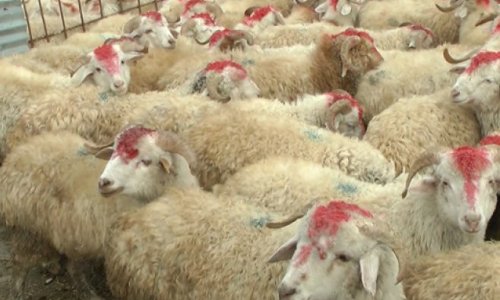 Qurban bayramı münasibətilə şəhid övladlarına kompüter veriləcək