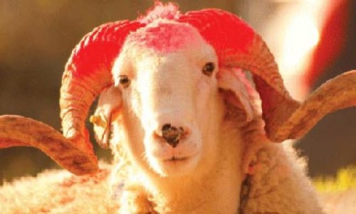 Bakıda Qurbanlıq heyvanların satışı təşkil ediləcək yarmarkalar  - SİYAHI