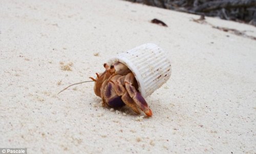 The hermit crab forced to live in a toothpaste cap