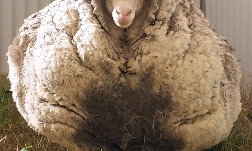Chris the sheep - found wandering alone with a massive overgrown fleece of 41.10kg