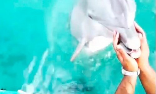 Дельфин достал девушке телефон со дна океана