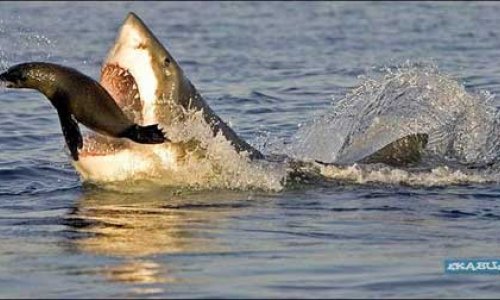 РАЗНОЕ: Нападение акул в замедленной съемке