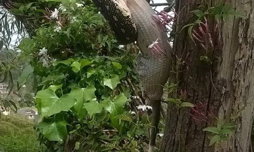 Python swallows a large possum WHOLE after capturing it up a tree
