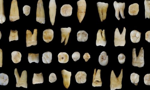 Найдены древние человеческие зубы
